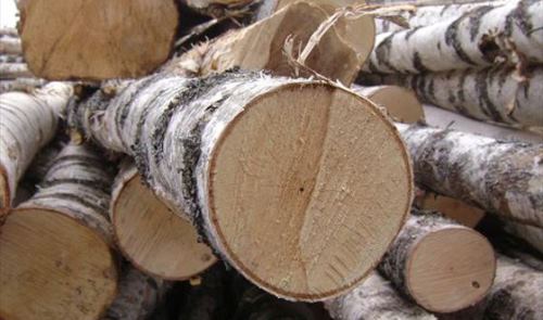 древесина березы